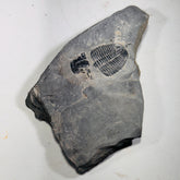 Trilobite fossil in Utah shale | fossil decor, Utah fossil, fossil collectible, trilobite specimen, Elrathia King, fossil lover gift